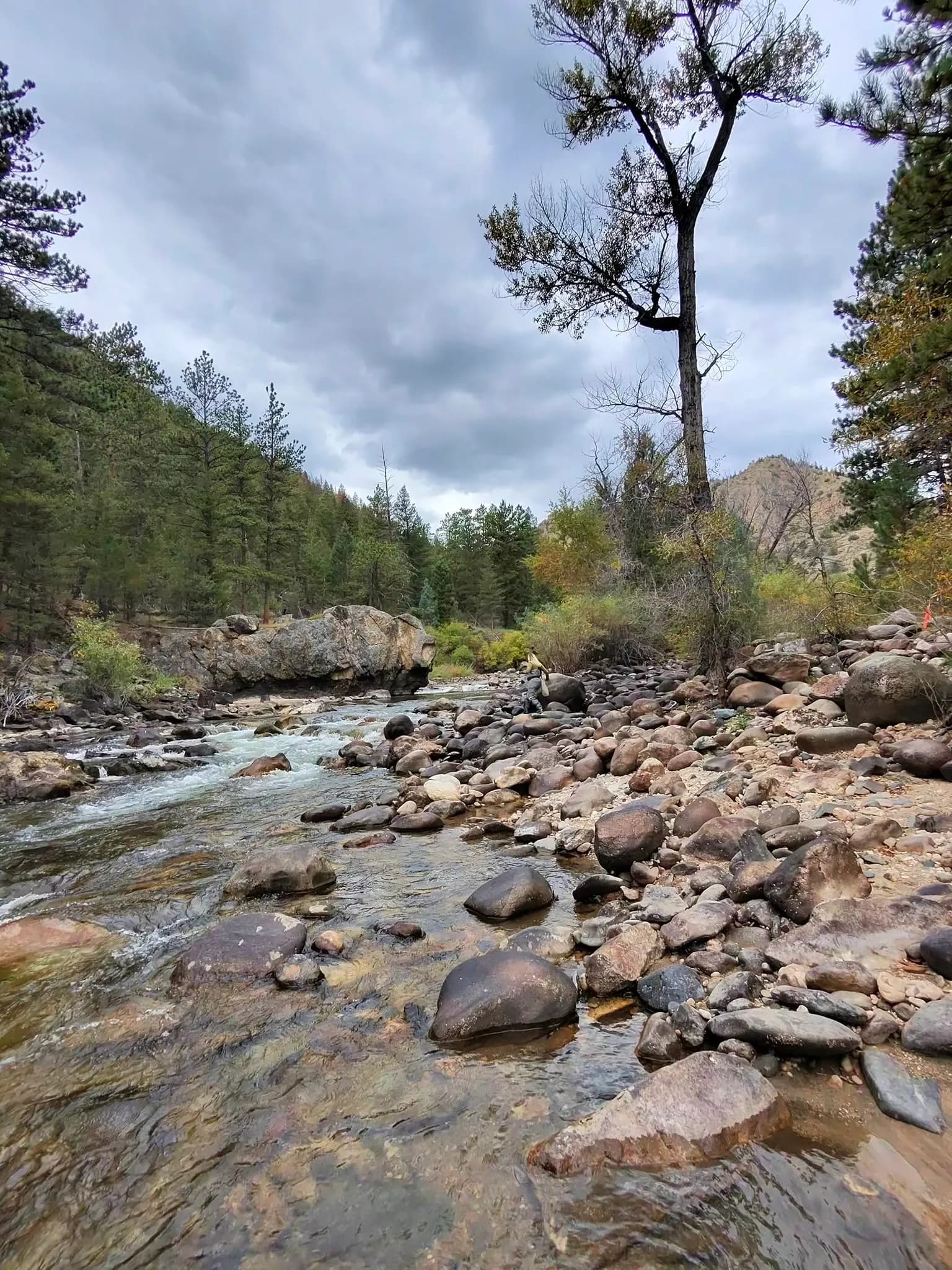 Chasing BWOs on the Spring Poudre River