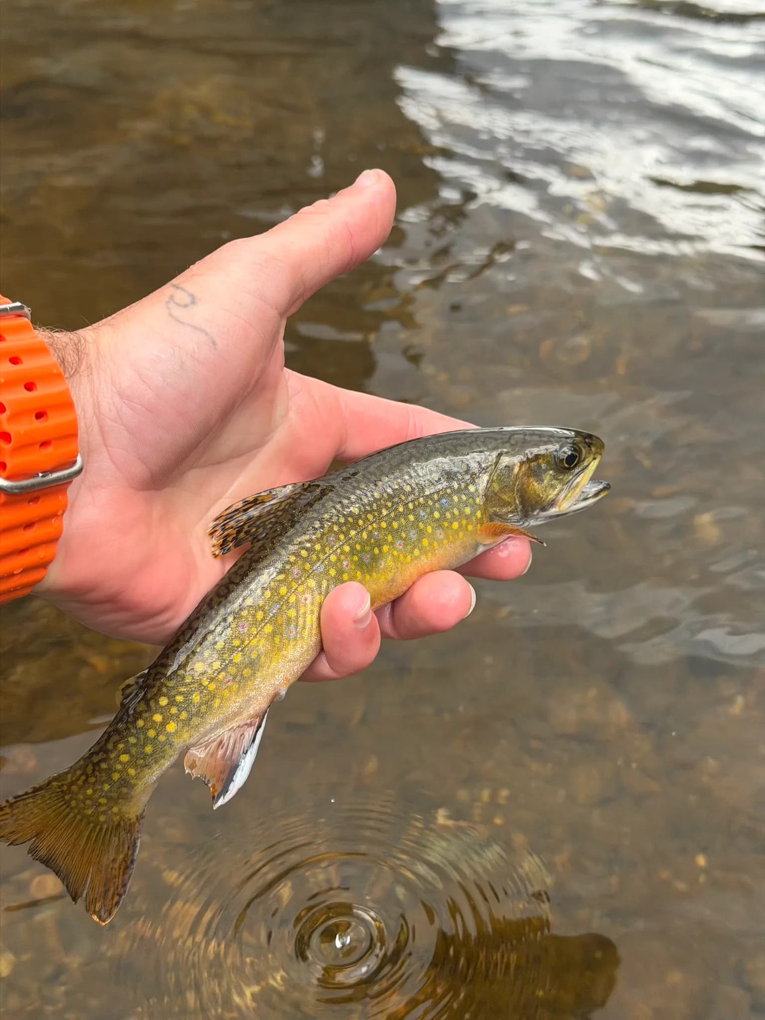 Streamer Fishing Horsetooth Reservoir for Trophy Trout