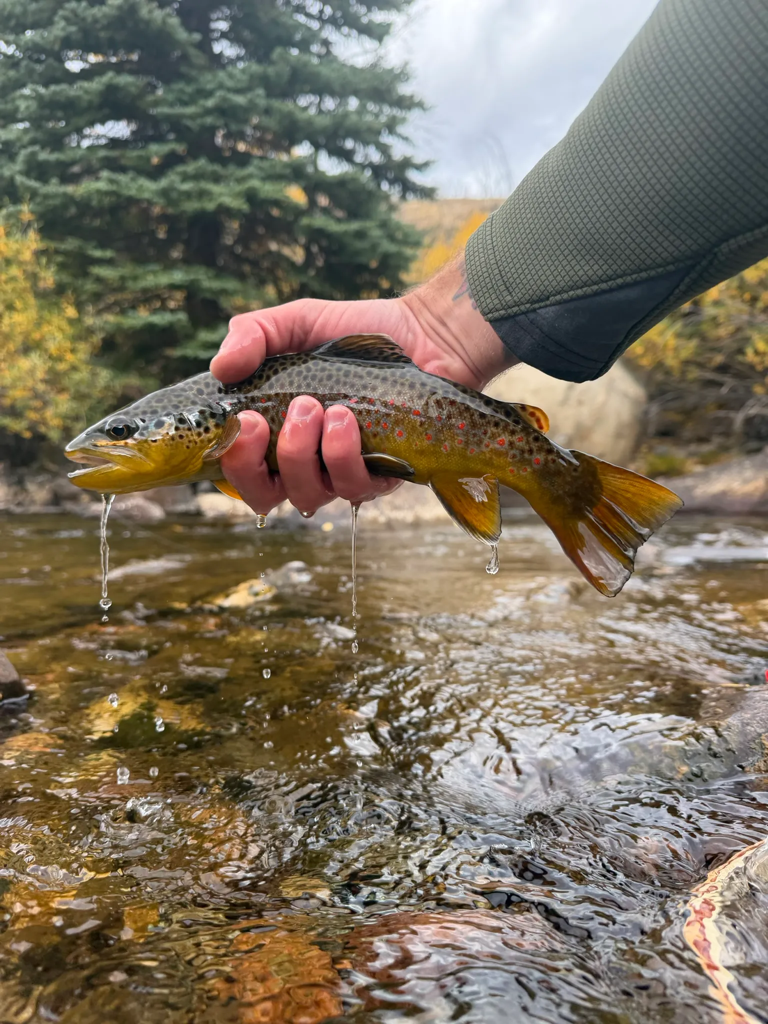 A Complete Guide to the Big Thompson Gold Medal Section