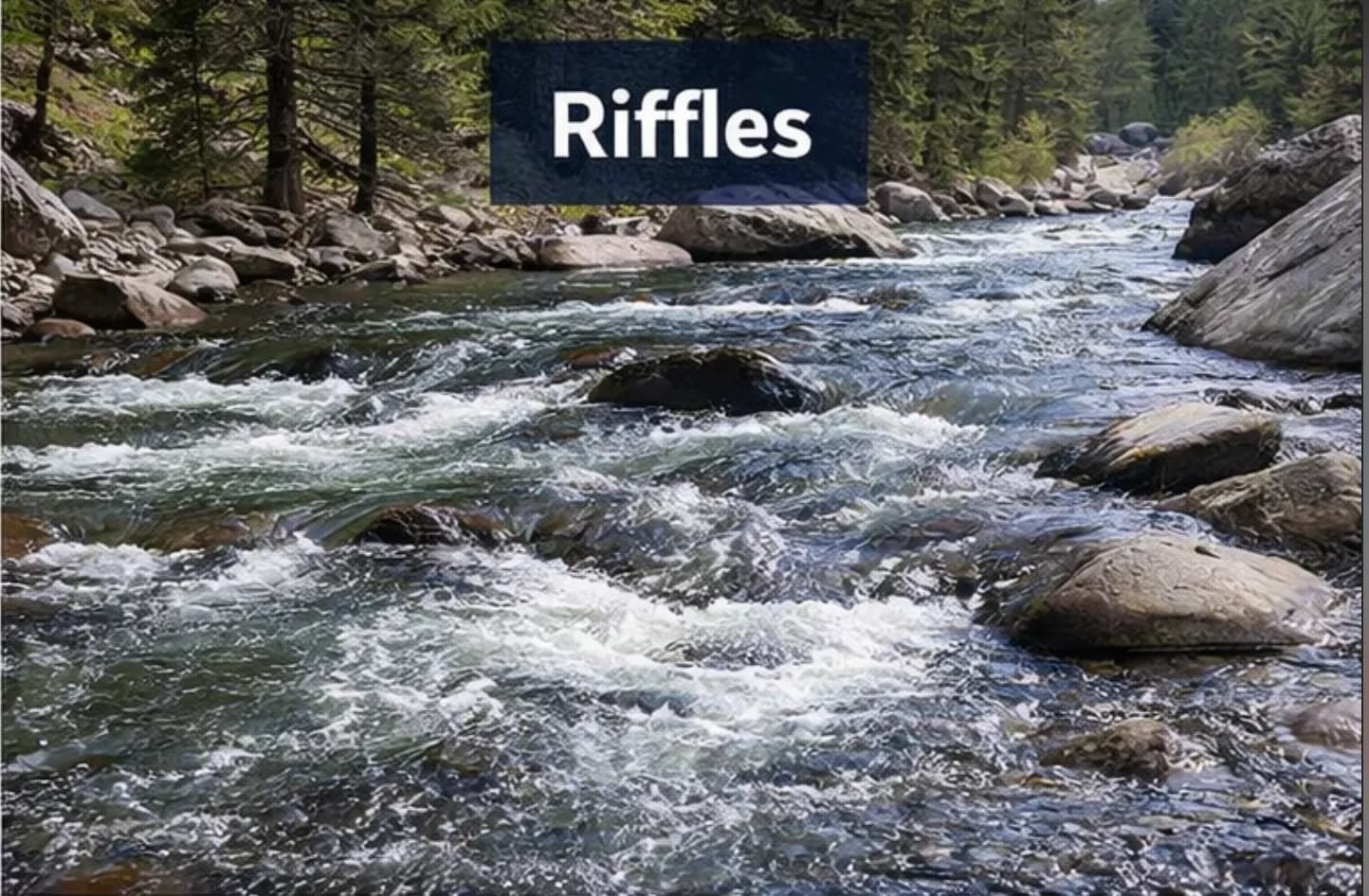 Riffles — shallow, fast, and packed with insects