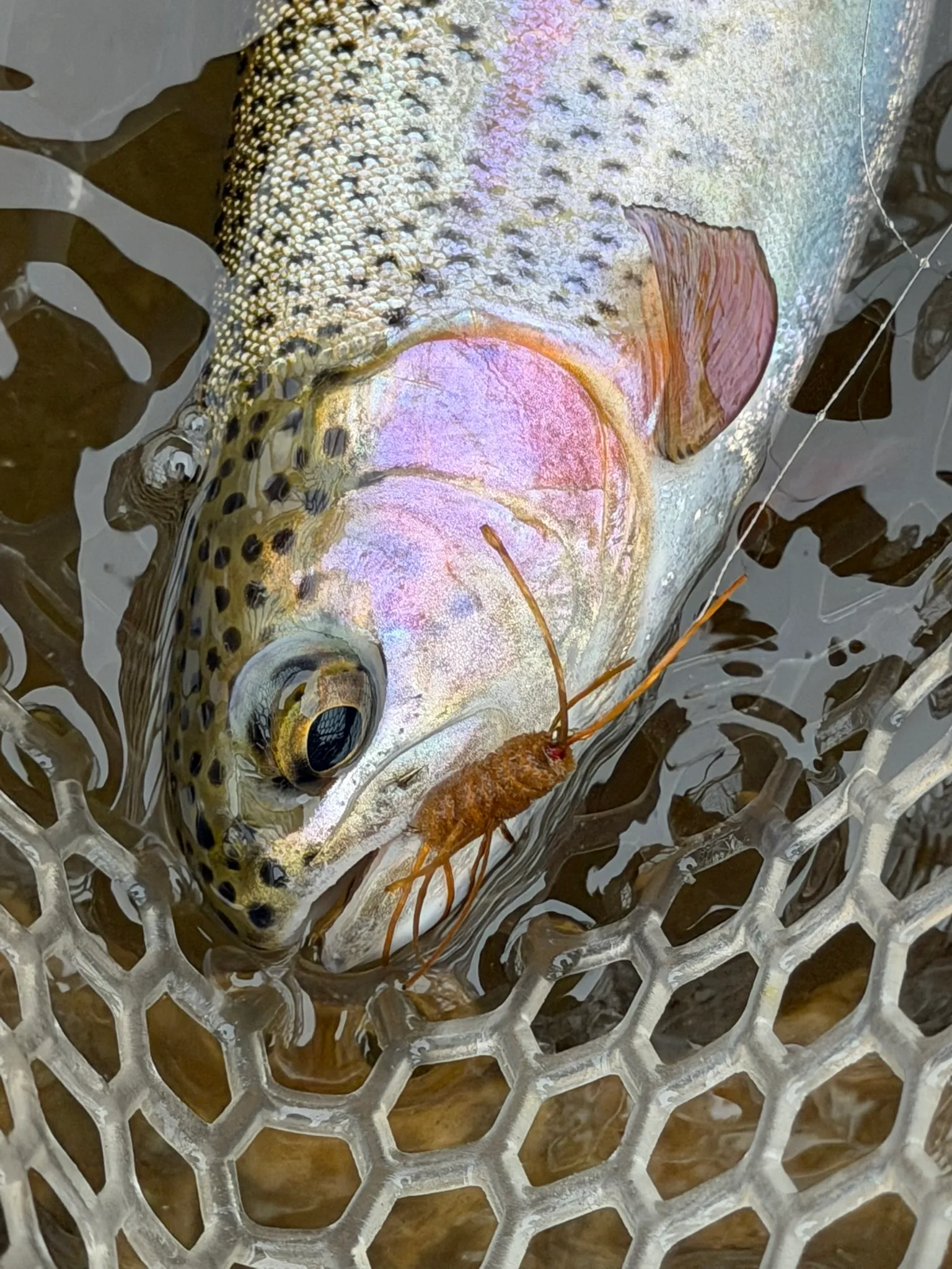 North Platte Trico Fishing: Colorado's Best Kept Secret